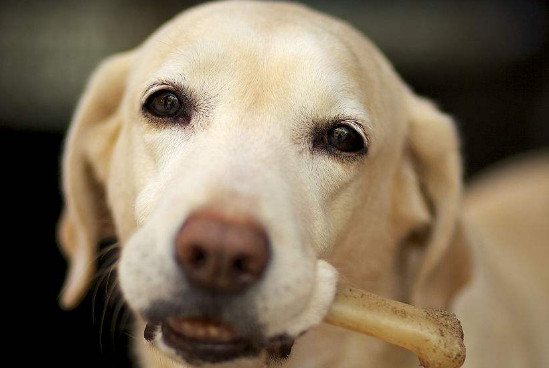 狗吃骨头能消化吗 狗能适量消化骨头