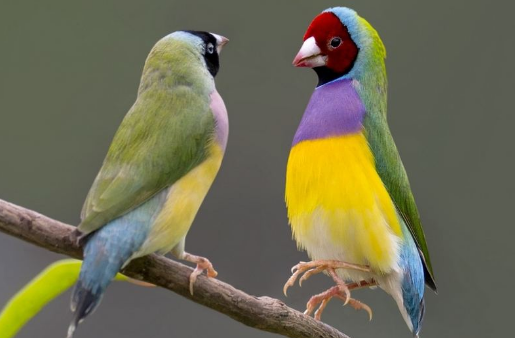 七彩文鸟和五彩文鸟怎么区分 七彩文鸟和五彩的区别