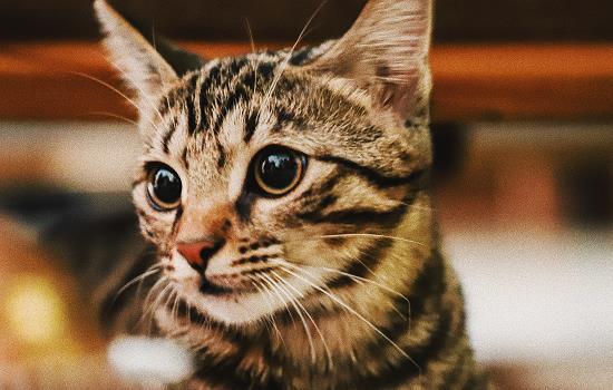 猫膀胱炎怎么引起的 猫膀胱炎是什么引起的