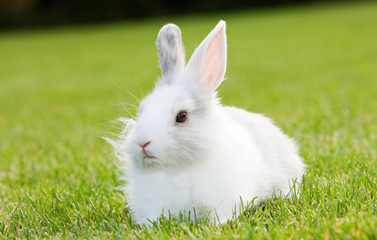 兔子能吃玉米叶吗