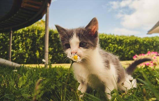 猫为什么吃草 猫咪吃草的原因