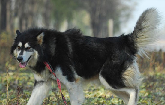 深圳禁养阿拉斯加犬吗，能不能在深圳养阿拉斯加犬