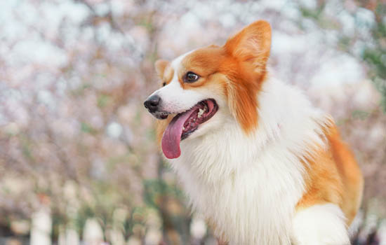 杭州禁养犬名单2023，这34种犬类将被禁养