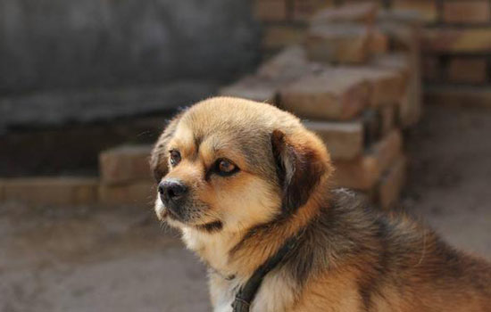 重庆禁养中华田园犬吗，能不能在重庆养中华田园犬