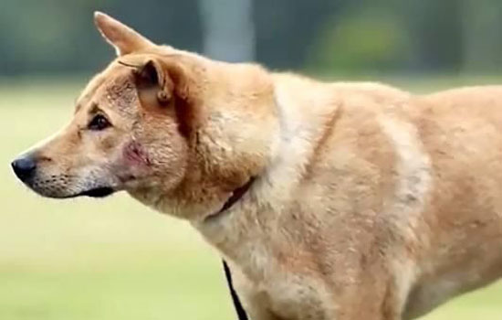 南京禁养中华田园犬吗，能不能在南京养中华田园犬