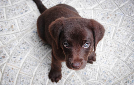 济宁禁养什么犬 济宁禁养狗