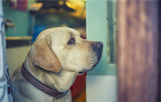 上海市养犬管理条例2023，上海市养犬管理条例最新