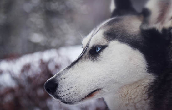 内蒙古城市养犬管理条例 内蒙古养犬管理条例2019