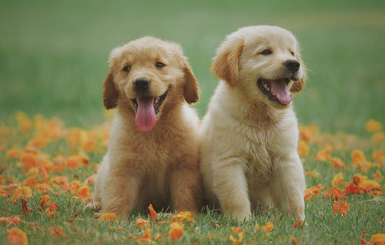 福建养犬管理条例2023，福建养犬管理规定