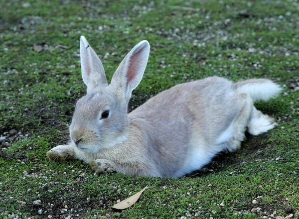兔子的尾巴短完全是为生存而进化的结果,由于胆小,想要生存下来必须使