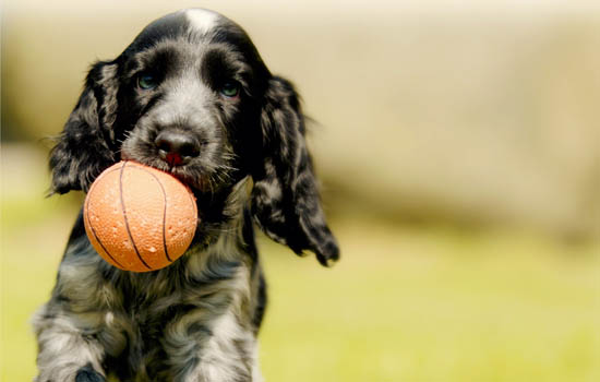 吉林市城市养犬管理条例，吉林市养犬管理条例2023