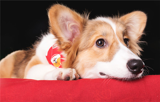 西安市养犬管理条例 西安养犬管理规定2019