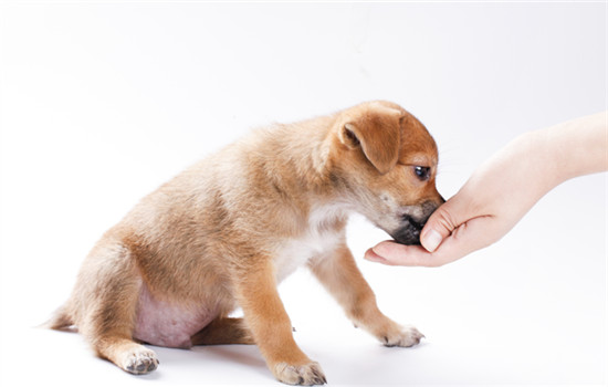 邯郸市养犬管理条例2023
