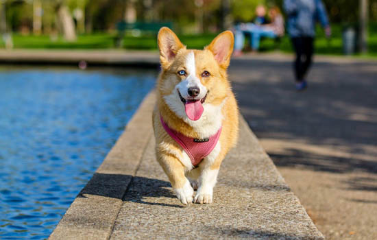 邢台市城市养犬管理办法 邢台市养犬管理办法