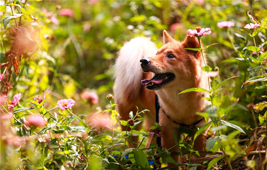 南宁市城市养犬管理办法 南宁市养犬管理规定