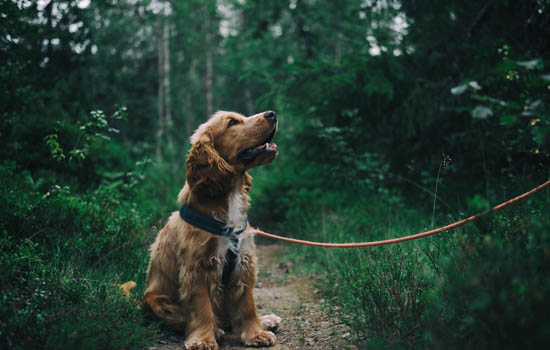 辽源市养犬管理条例