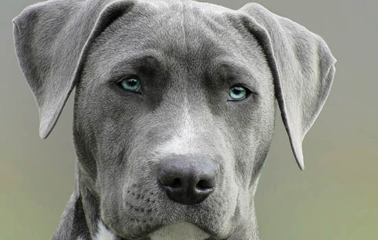 铜川市养犬管理条例，铜川养犬管理条例