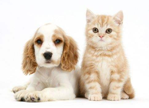 猫和狗为什么是天敌