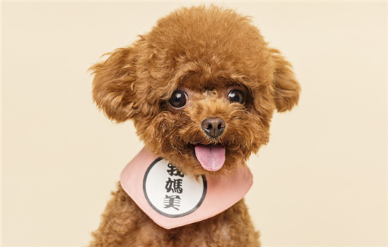 云浮城市养犬管理条例