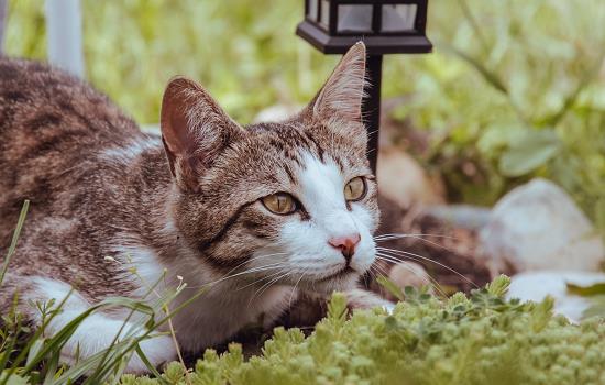 猫可以吃鸡胸肉吗