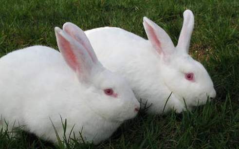 德国侏儒海棠兔价格 侏儒海棠兔价格
