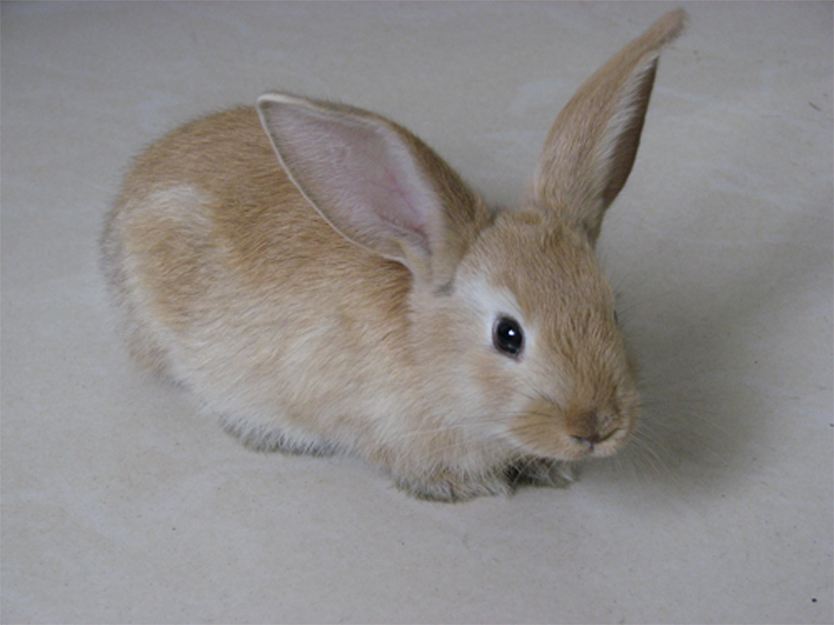 蓝色法国垂耳兔多少钱一只 蓝色法国垂耳兔多少钱