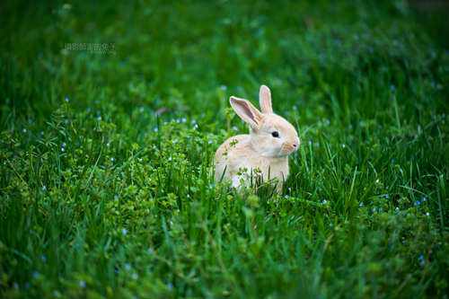 法国垂耳兔的饲养方法
