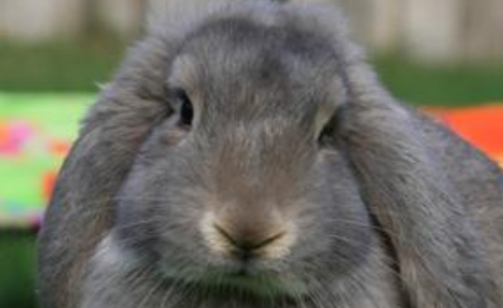 法国垂耳兔耳朵可以抓吗 法国垂耳兔的耳朵能抓吗