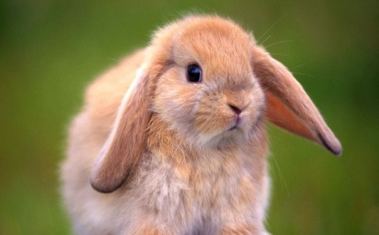 法国垂耳兔繁殖方式