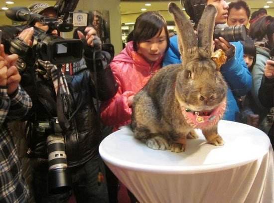 巨型花明兔哪里有卖的 巨型花明兔哪有卖的