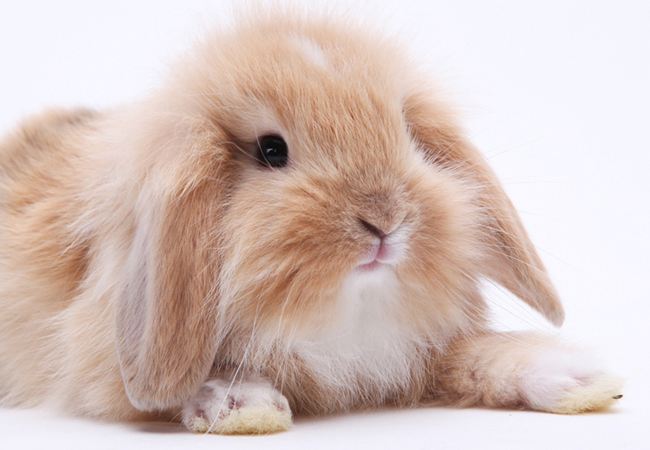 垂耳兔和侏儒兔哪个比较聪明 垂耳兔和侏儒兔哪个更聪明