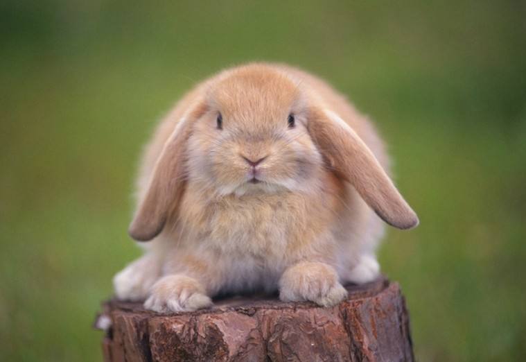 侏儒兔和垂耳兔可以一起养吗 垂耳兔和侏儒兔能一起养么
