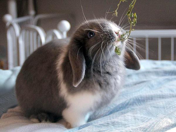 侏儒垂耳兔有什么特点 侏儒垂耳兔的样子特征