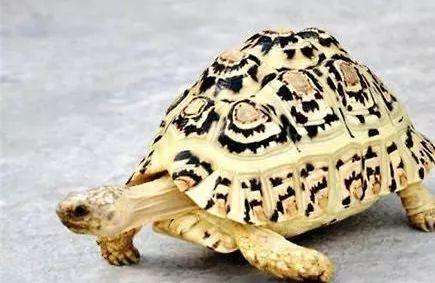 豹纹陆龟能活多久 豹纹陆龟可以活多少年
