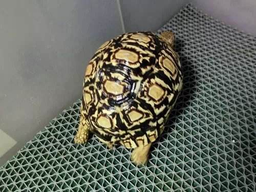 豹纹陆龟多大可以繁殖