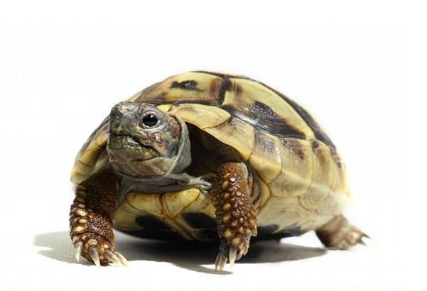 赫曼陆龟没水可以活多久