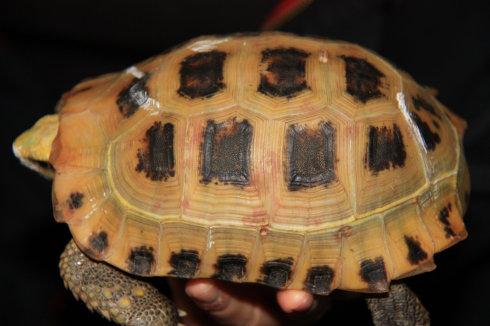 缅甸陆龟和巴西龟的区别
