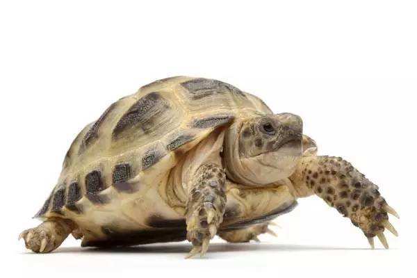 欧洲陆龟怎么冬眠 欧洲陆龟冬眠环境温度