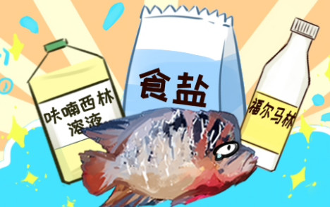 罗汉鱼生病了怎么办