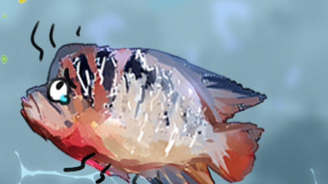 罗汉鱼不吃食是什么原因