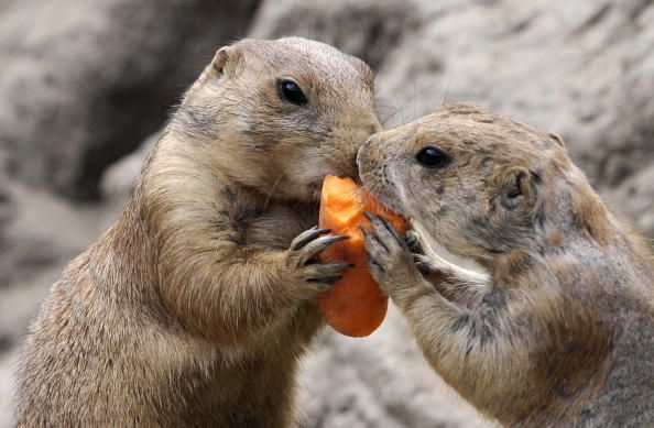 土拨鼠需要喝水吗