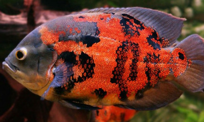 地图鱼和什么鱼混养最好