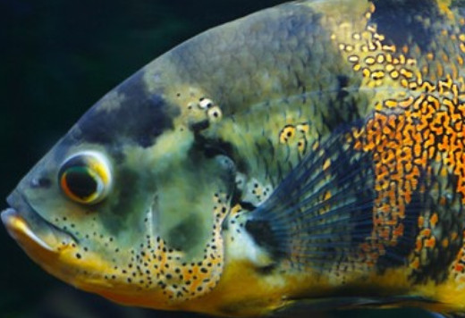 地图鱼吃什么食物比较好