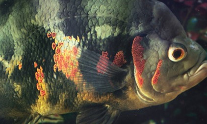 一黑一白地图鱼会打架吗