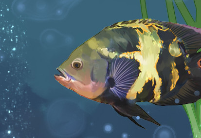 地图鱼为什么老打架