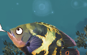 地图鱼适合水温多少度