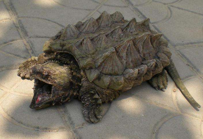 大鳄龟需要晒太阳吗