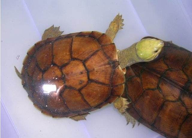 黄喉拟水龟和巴西龟区别