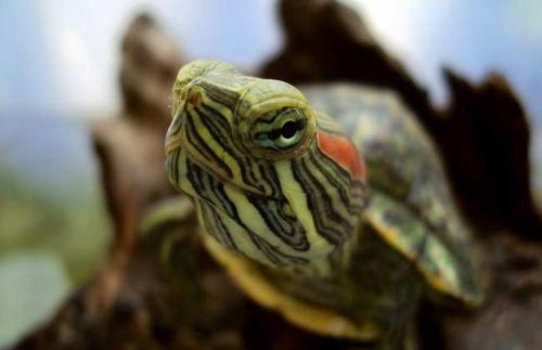 巴西红耳龟是水龟还是陆龟