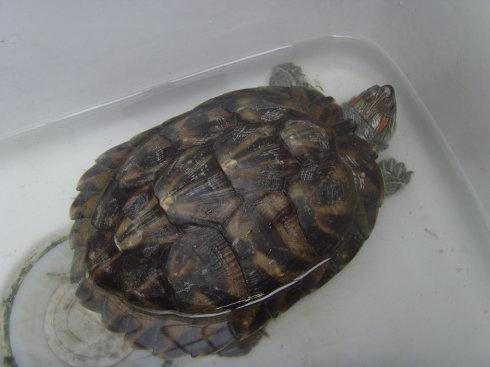 巴西红耳龟能活多久 巴西红耳龟能活多少年
